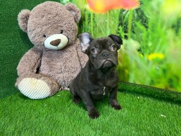 French Bulldog male Puppy for sale 000750748
